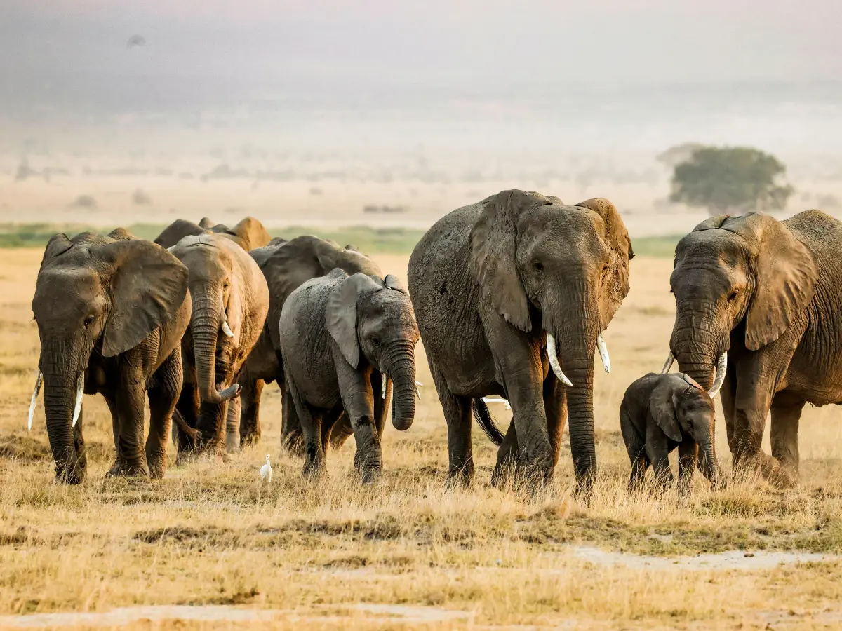 Kenya Destination Highlights Amboseli National Park 1200x900