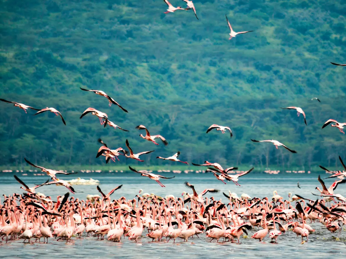 Kenya Destination Highlights Lake Nakuru 1200x900
