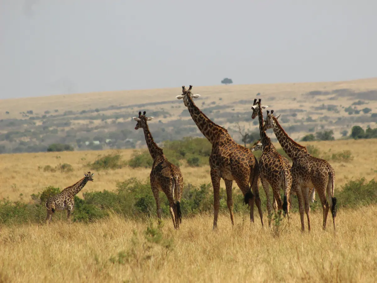 Kenya Destination Highlights Maasai Mara 1200x900